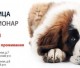 УшиХвост- услуги для животных!!!