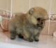 Померанский миниатюрный шпиц редких окрасов